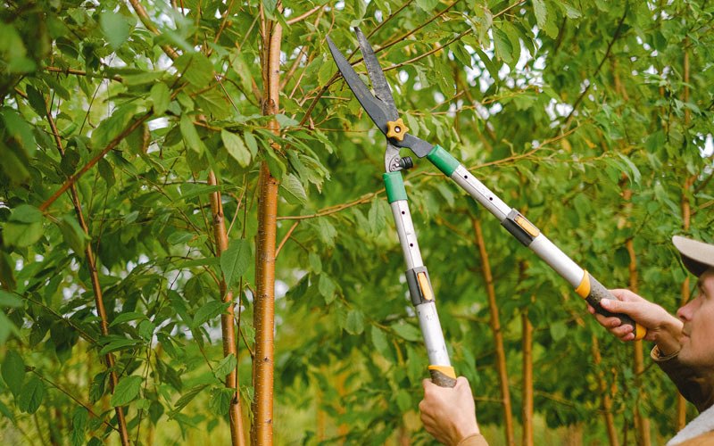 Tree trimming in Dixon, IA
